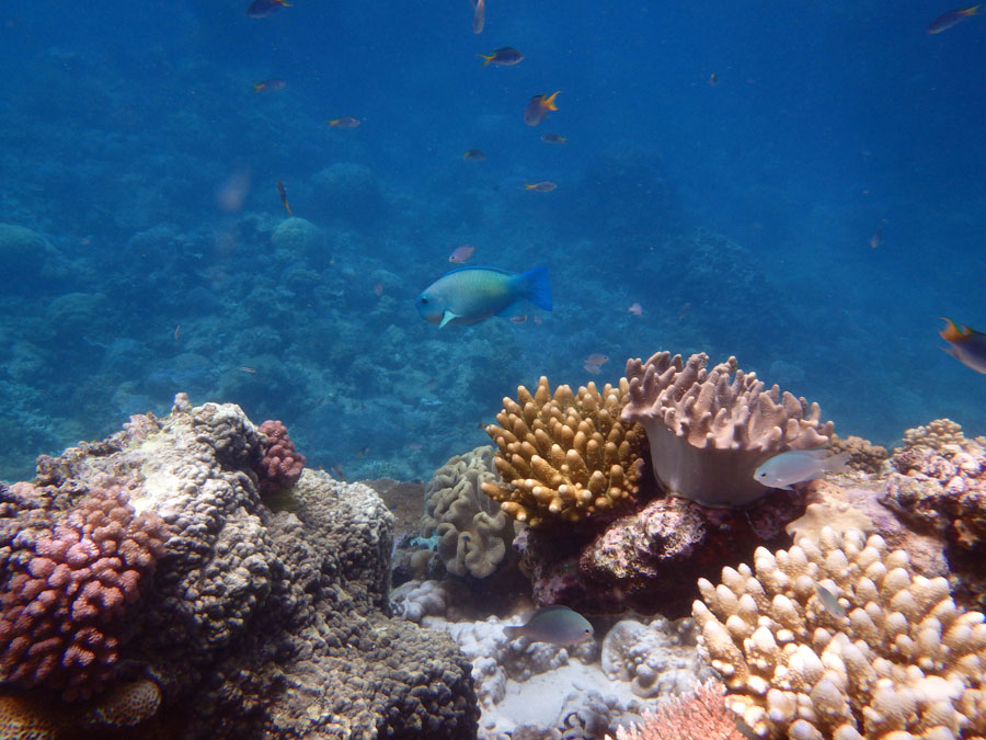 great barrier reef