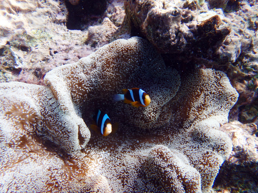 great barrier reef