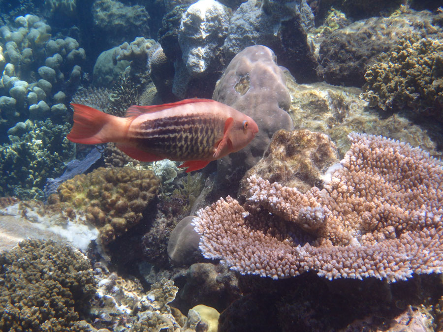 great barrier reef