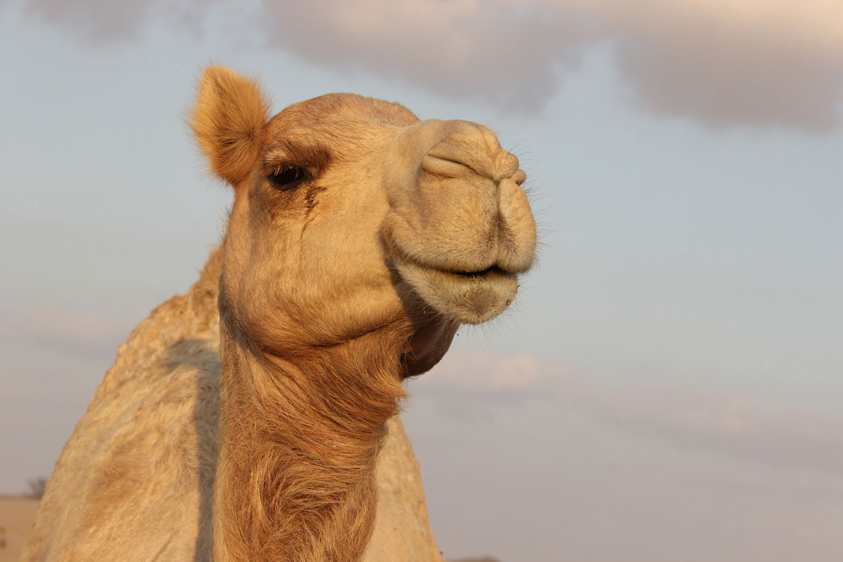 abudhabi-wueste (6)
