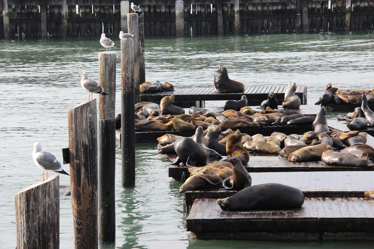 Seelöwen in San Francisco