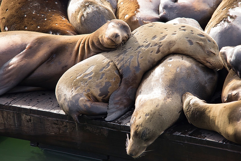 Seelöwen beim Pier 39 in San Francisco Seelöwen beim Pier 39 in San Francisco