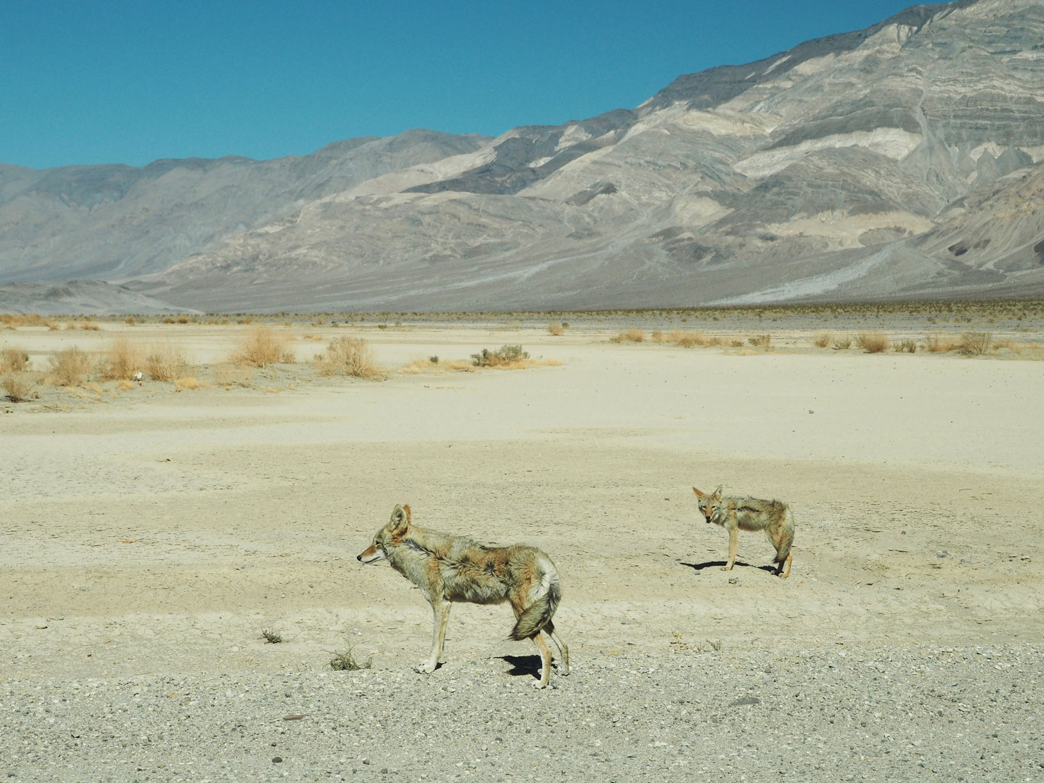 deathvalley kojoten