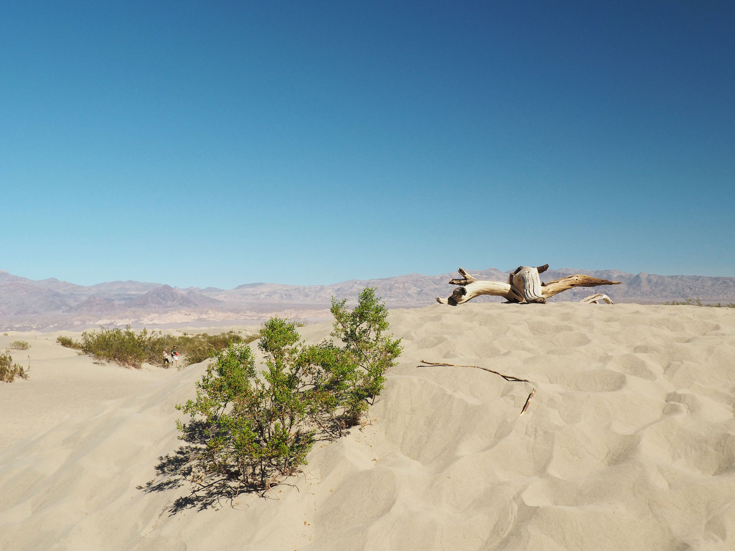 mesquite-sanddunes (1)