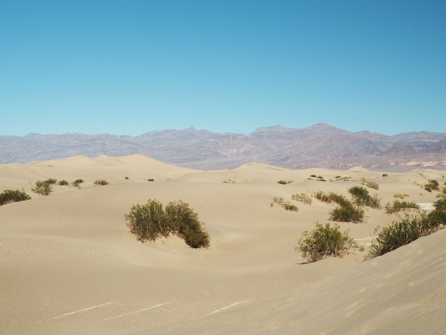 mesquite-sanddunes (2)