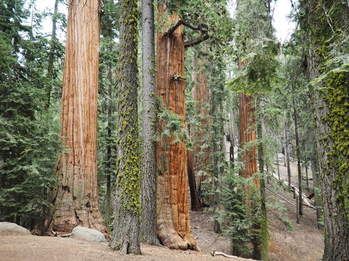 sequoia-nationalpark (13)