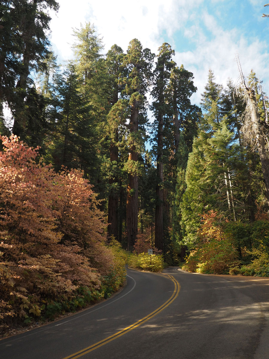 sequoia-nationalpark (3)