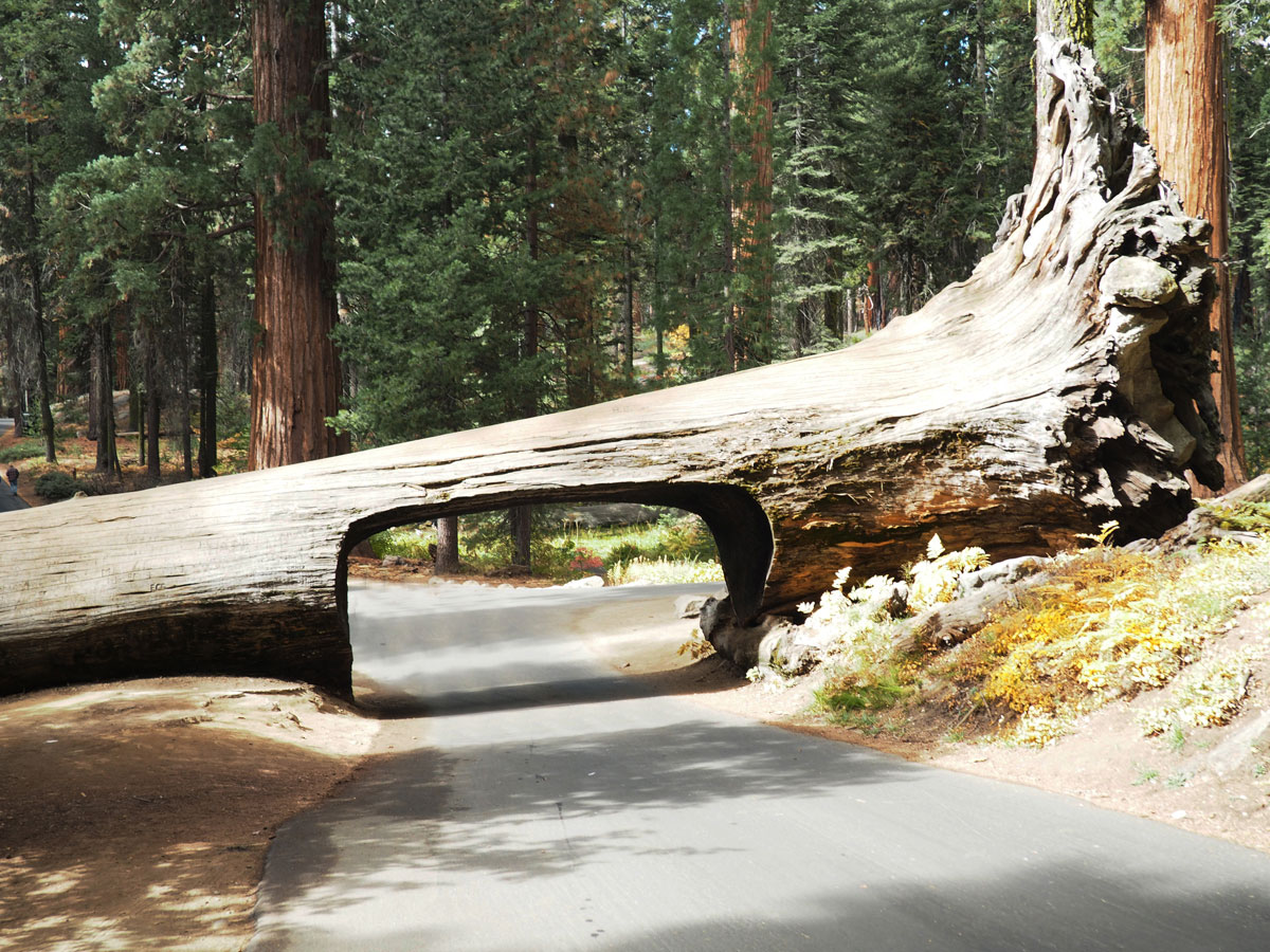 sequoia-nationalpark (5)