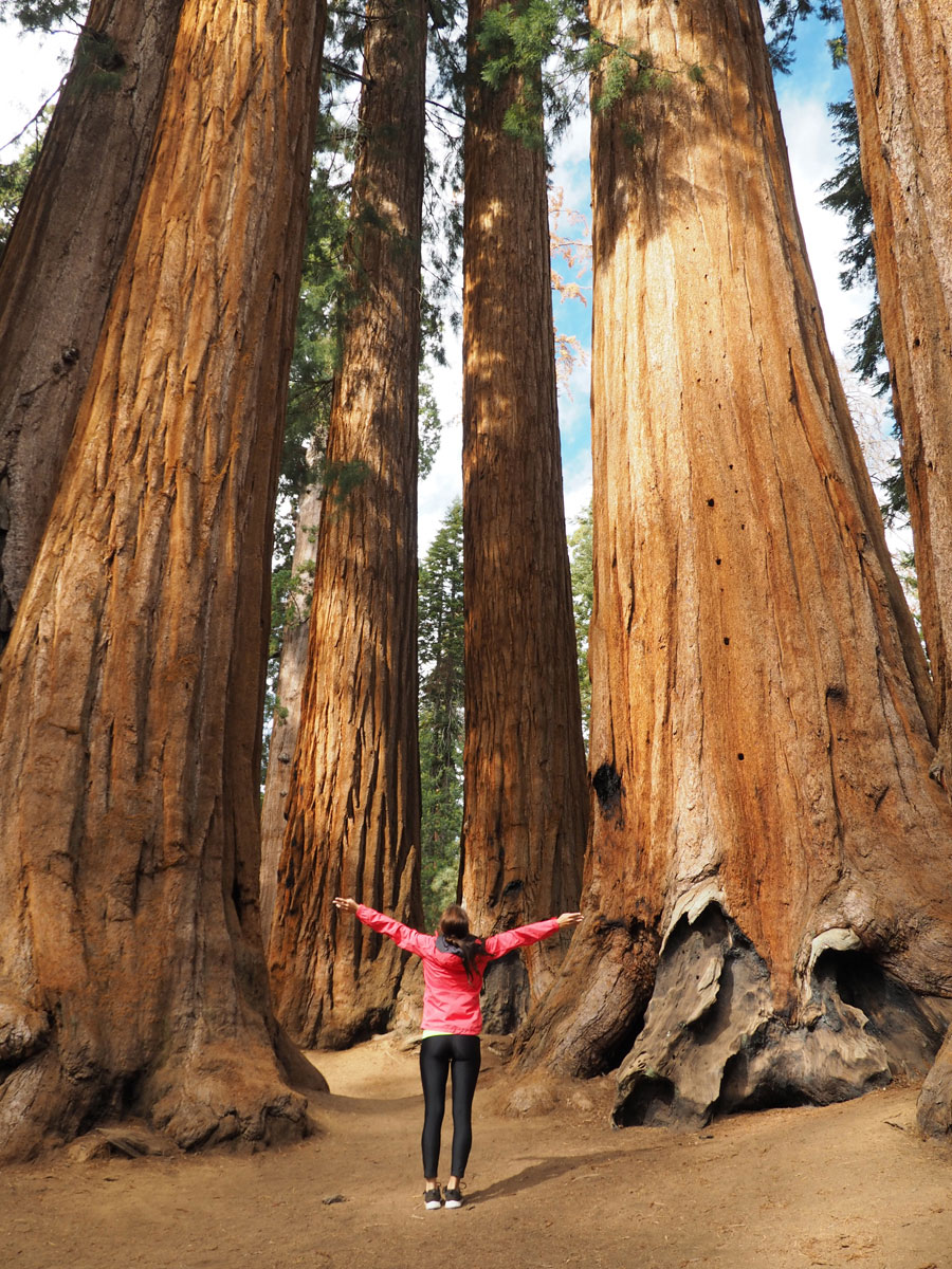 sequoia-nationalpark (6)