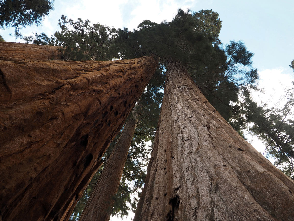 sequoia-nationalpark (7)