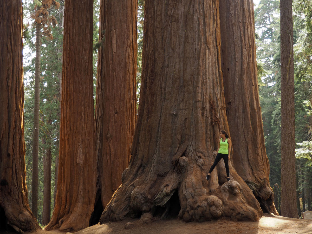 sequoia nationalpark 8 - Roadtrip West Amerika - Reiseroute und Sehenswürdigkeiten im Westen der USA