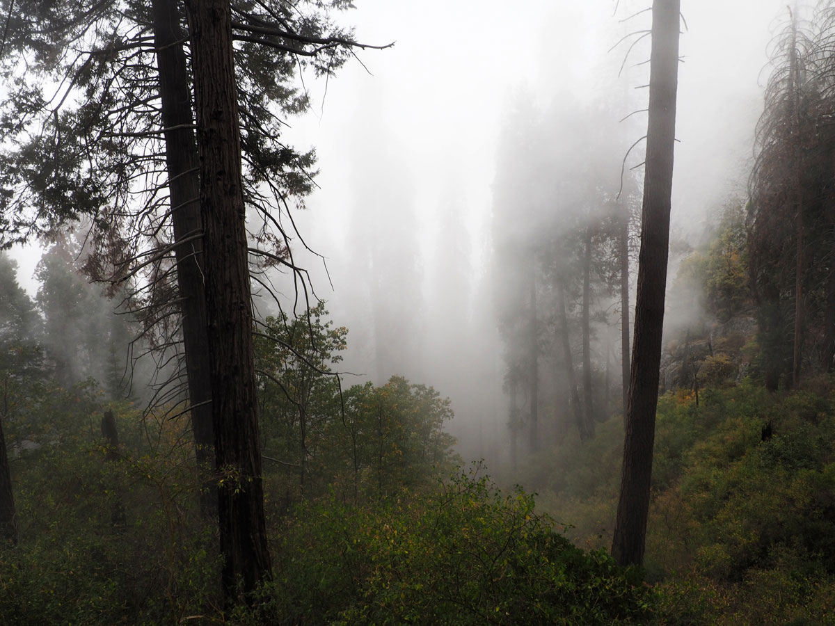 sequoia-nationalpark (9)