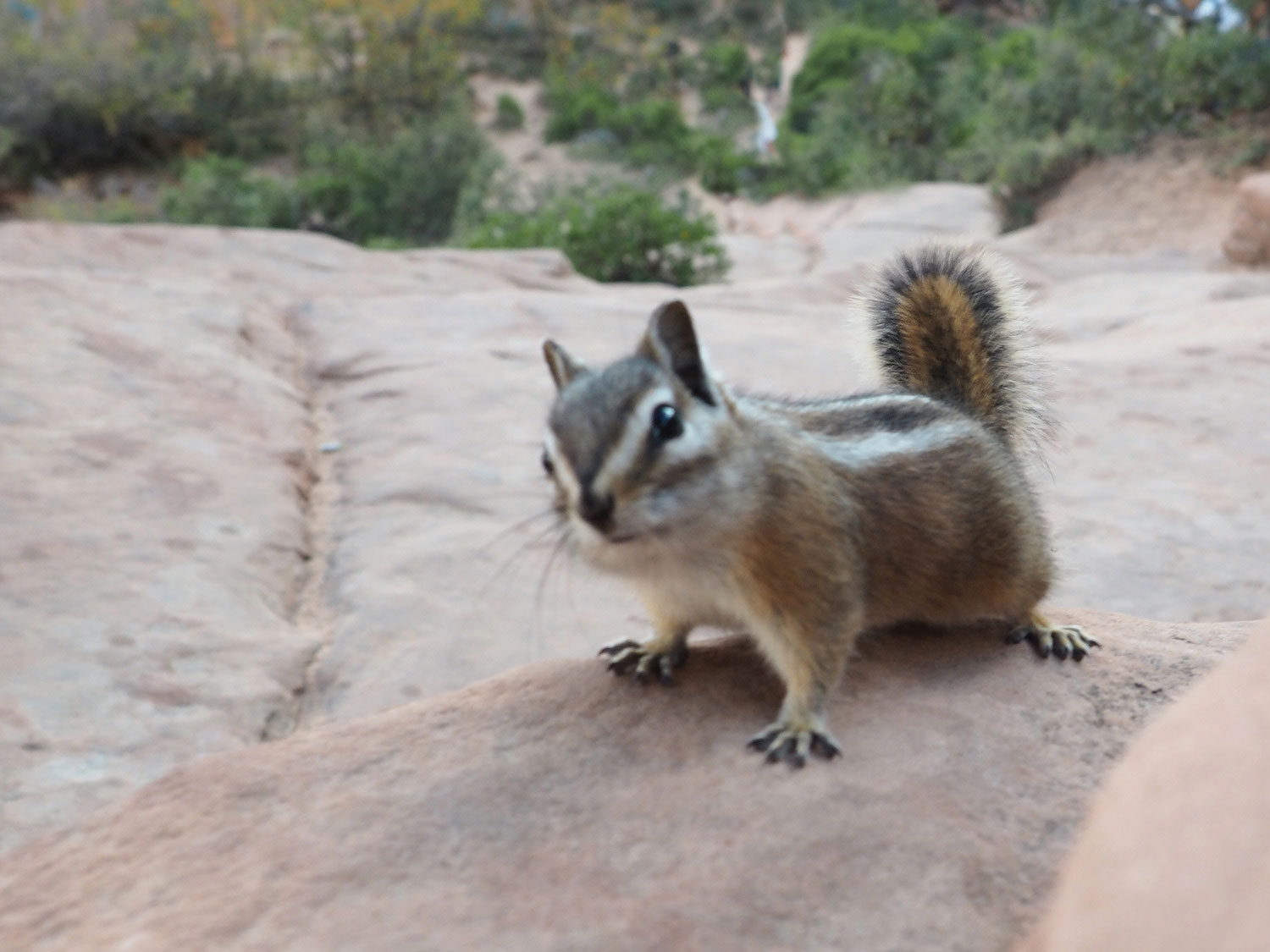 zion-angelslanding-(10)