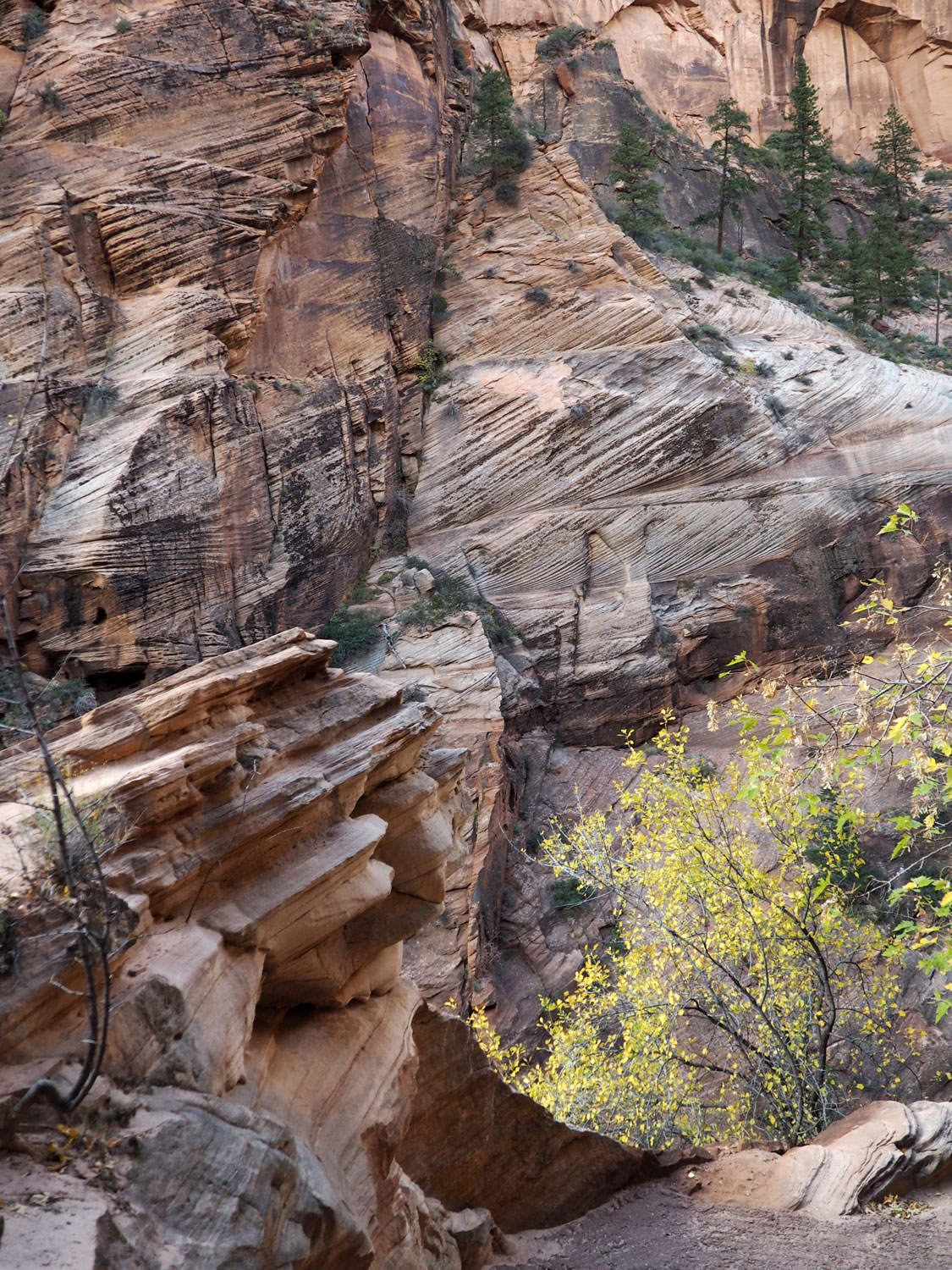 zion-angelslanding-(5)