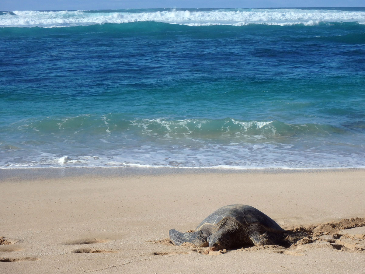 Oahu Lanikaea Beach Schildkröten Hawaii