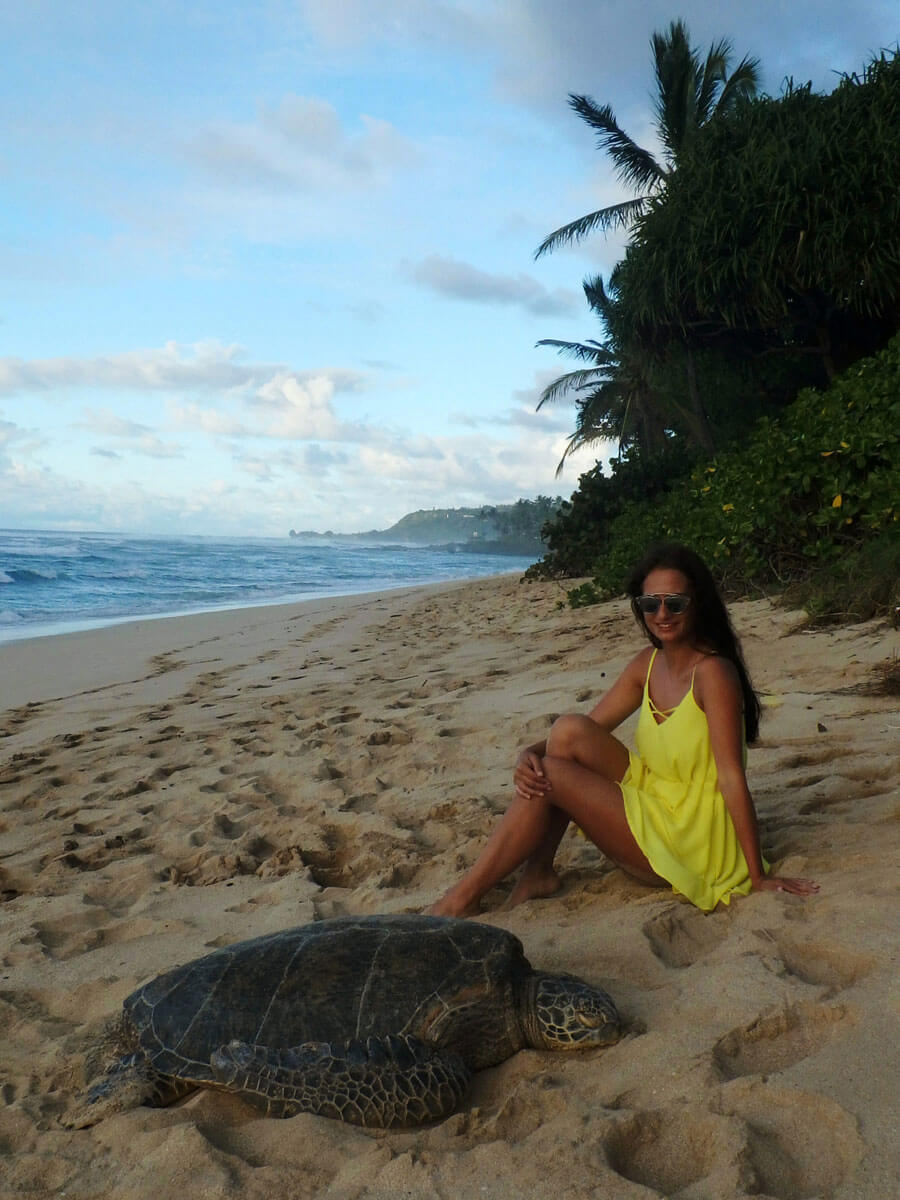 Oahu Lanikaea Beach Schildkröten Hawaii