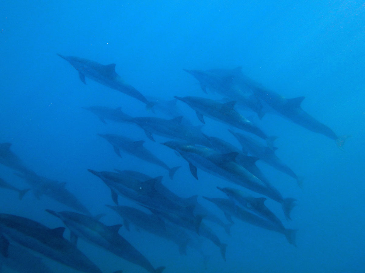 hawaii-delfinschwimmen