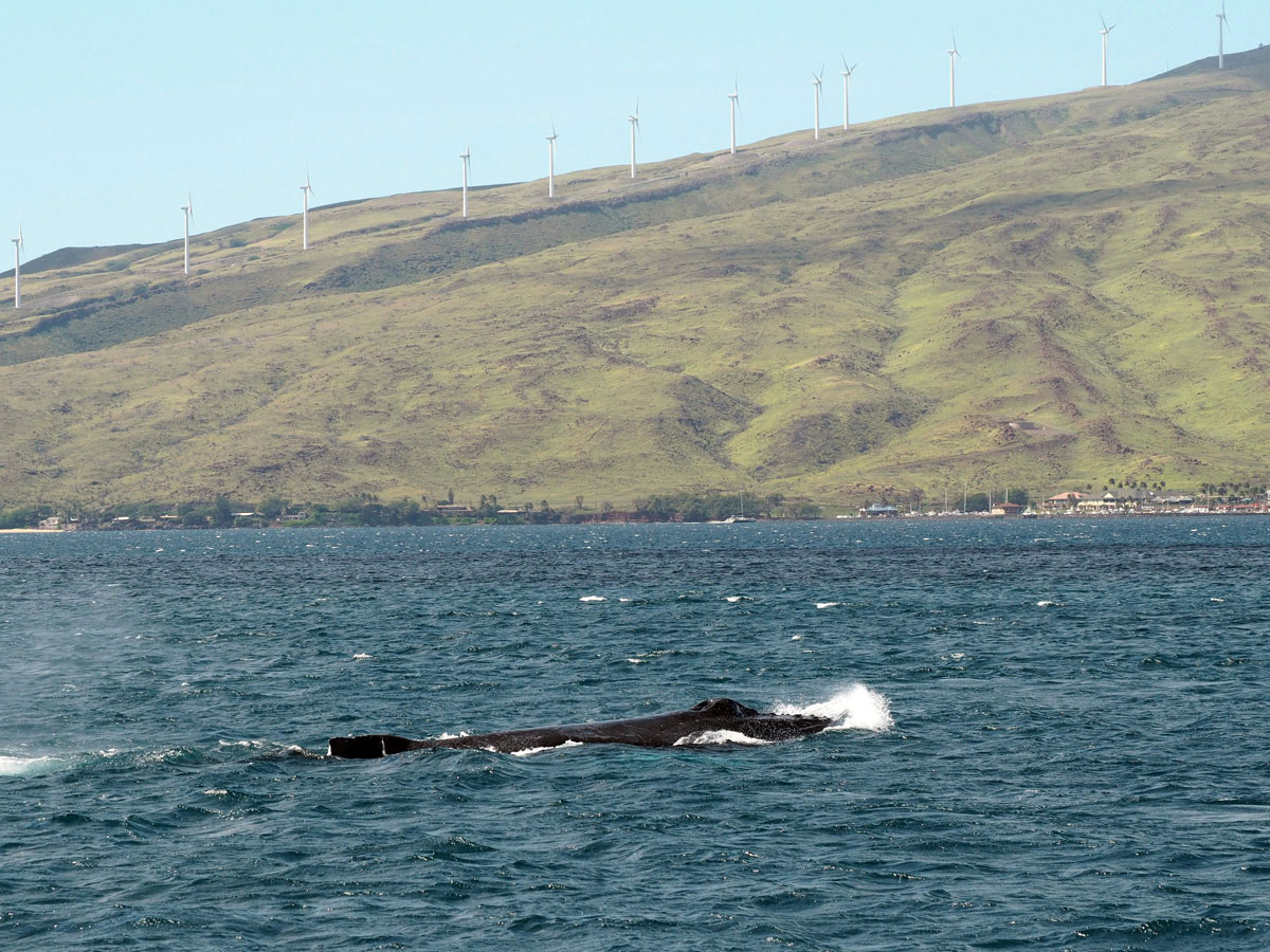 maui-whalewatching-(1)