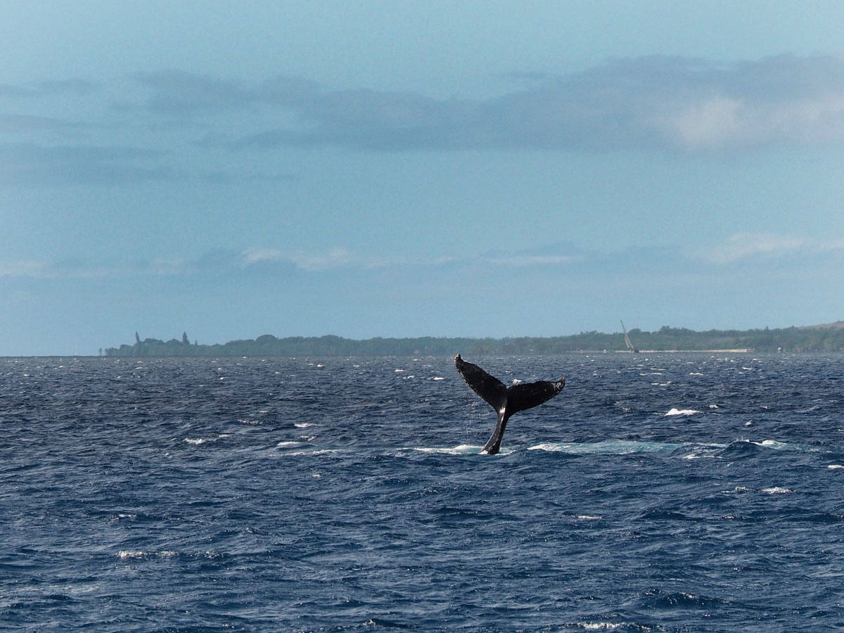 maui-whalewatching-(2)