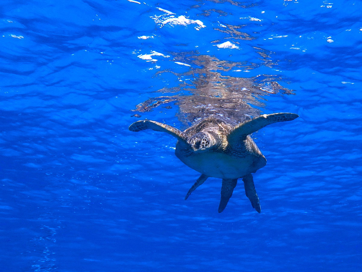 Schwimmen mit Schildkröten Oahu