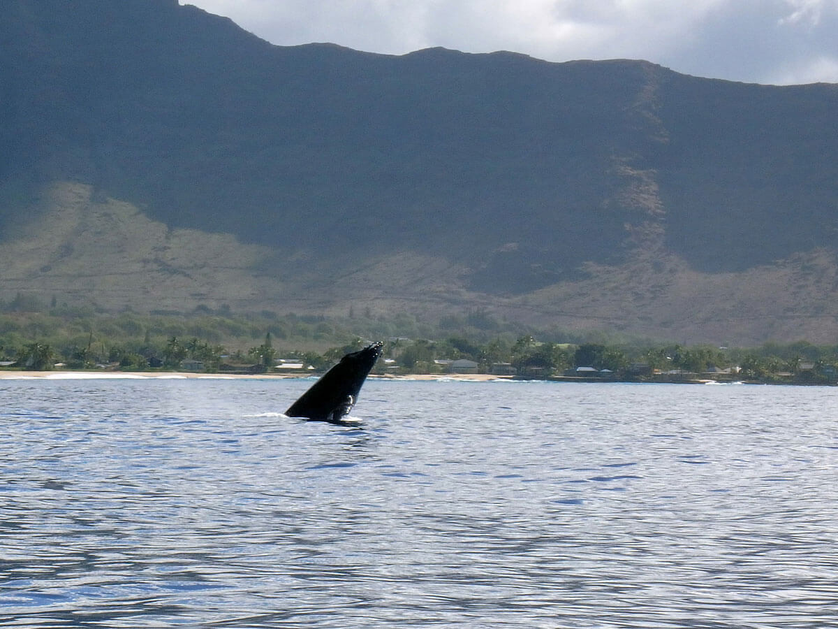 Wal in Oahu