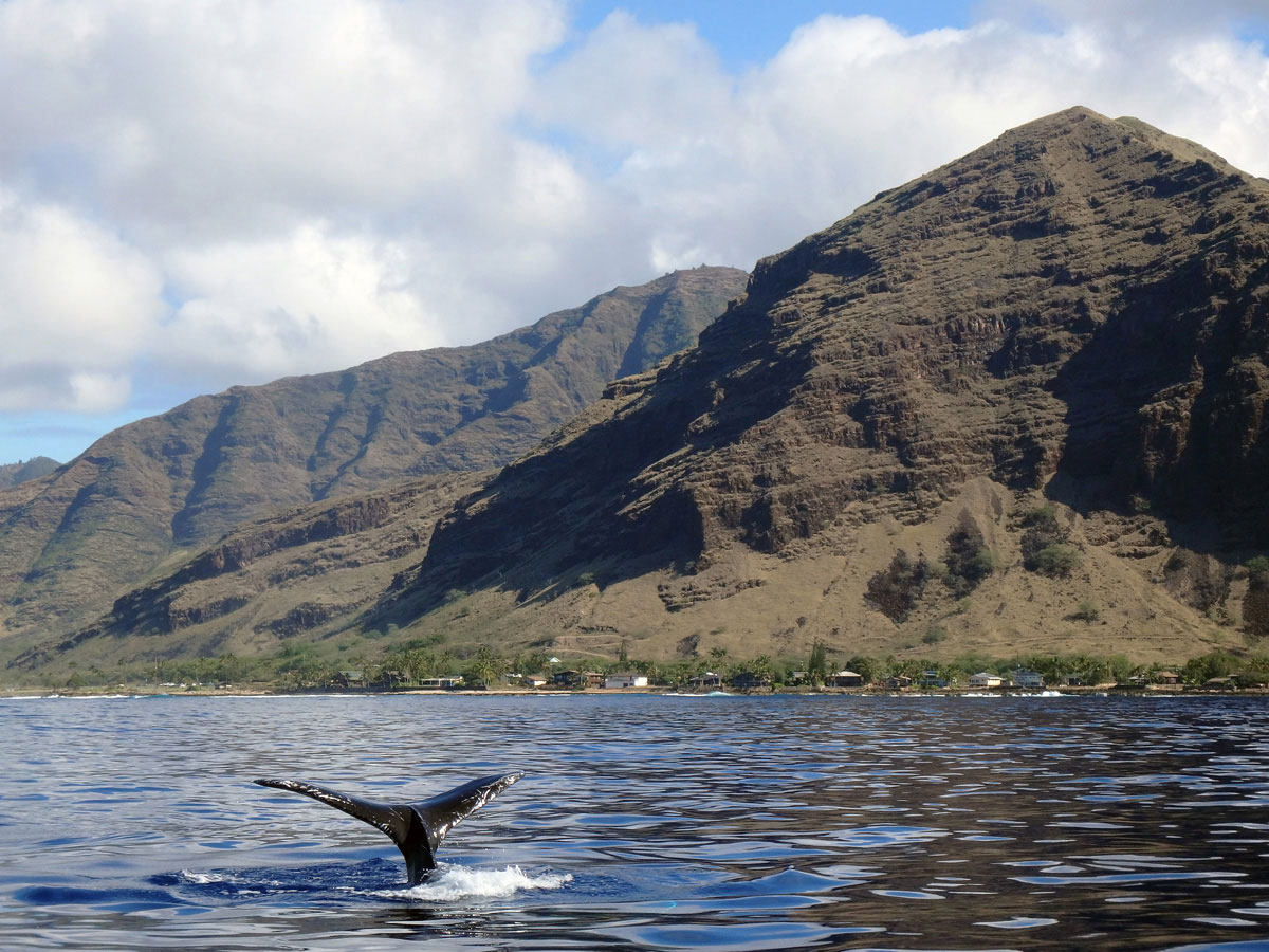 whalewatching-hawaii