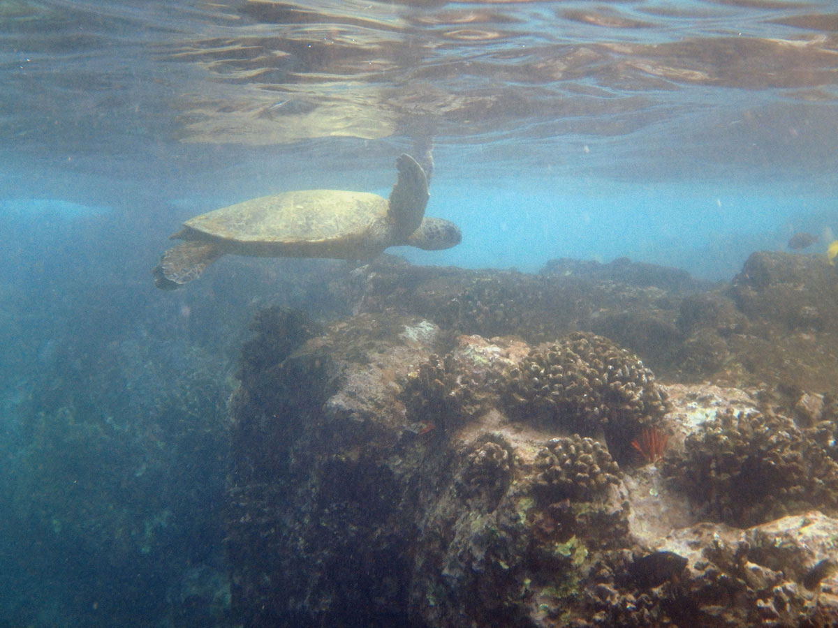 bigisland-hawaii-honaunau-bay-dolphin-(11)