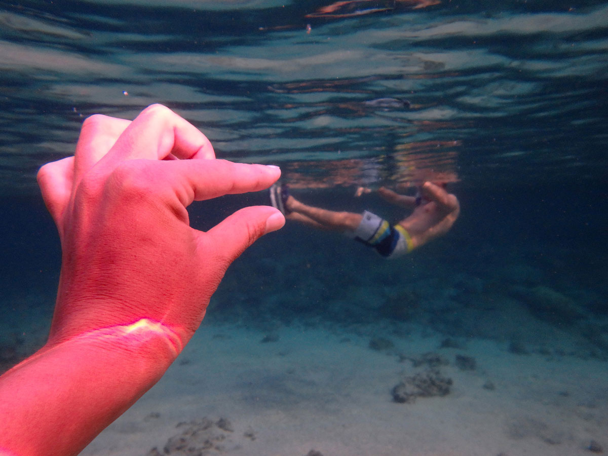 bigisland-hawaii-honaunau-bay-dolphin-(12)