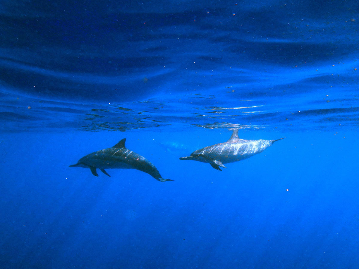 bigisland-hawaii-honaunau-bay-dolphin-(4)