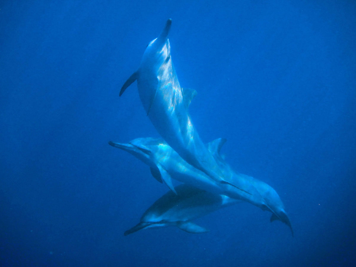 bigisland-hawaii-honaunau-bay-dolphin-(5)