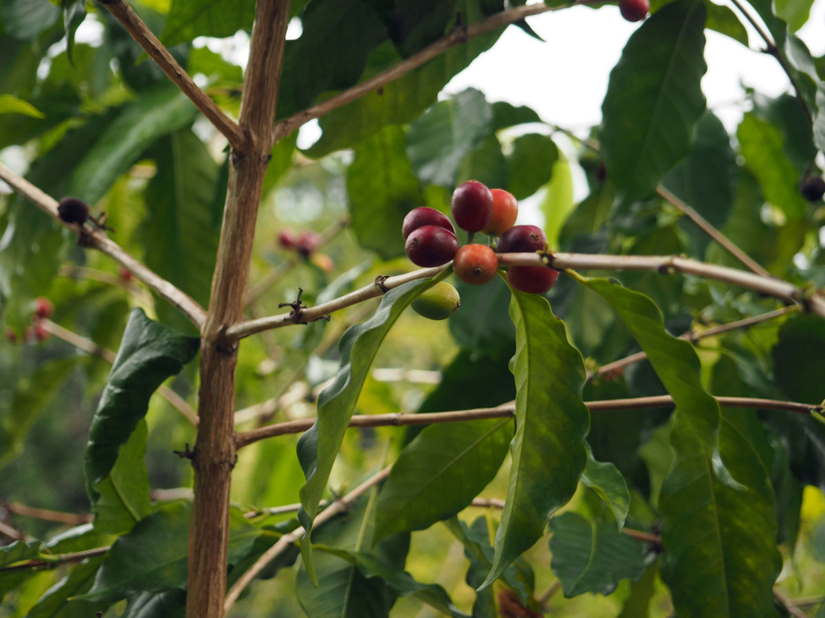 bigisland-kona-coffeecompany