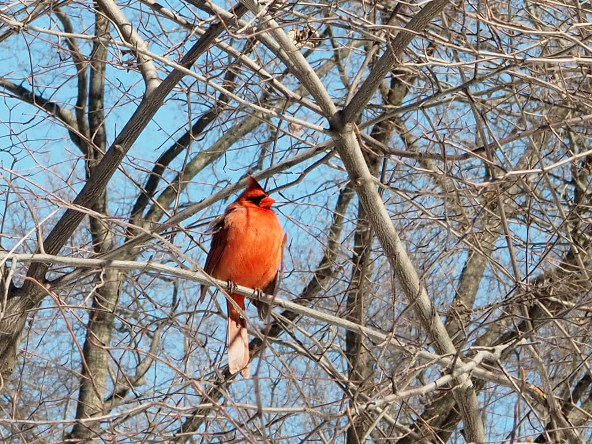 newyork-centralpark-schnee-(4)