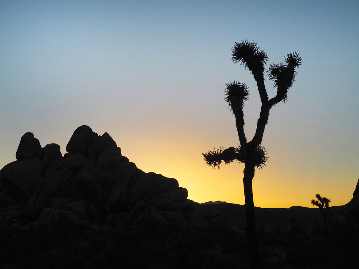 joshuatree nationalpark 10 - Joshua Tree Nationalpark - Felsformationen, Joshua Tree Bäume und wunderbare Natur