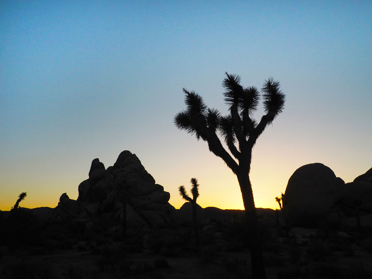 joshuatree nationalpark 11 - Wie soll die Welt das ertragen? Gedanken zur Wochenmitte & Blogparade zum Thema Nachhaltigkeit