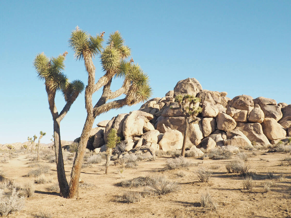 joshuatree nationalpark 3 - Joshua Tree Nationalpark - Felsformationen, Joshua Tree Bäume und wunderbare Natur