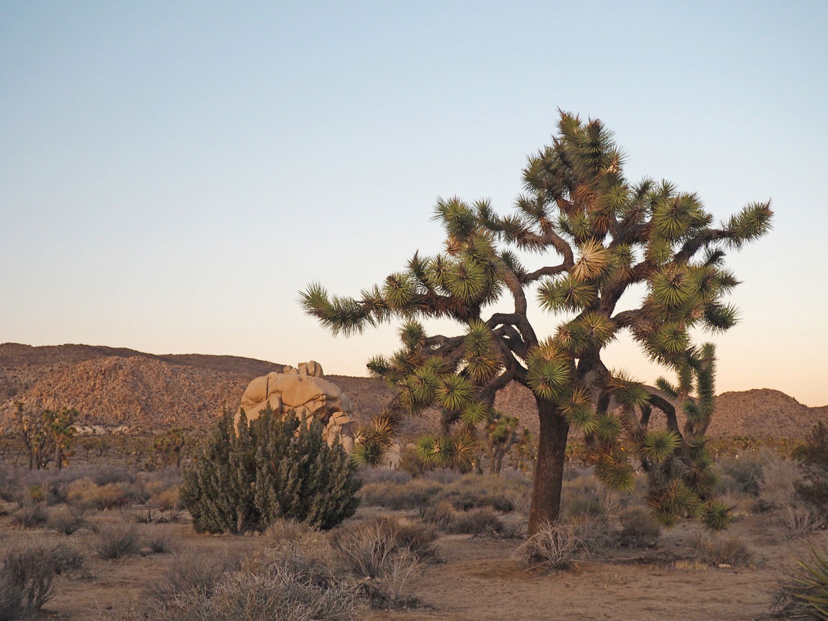 Roadtrip Westküste Amerika Joshua Tree Nationalpark