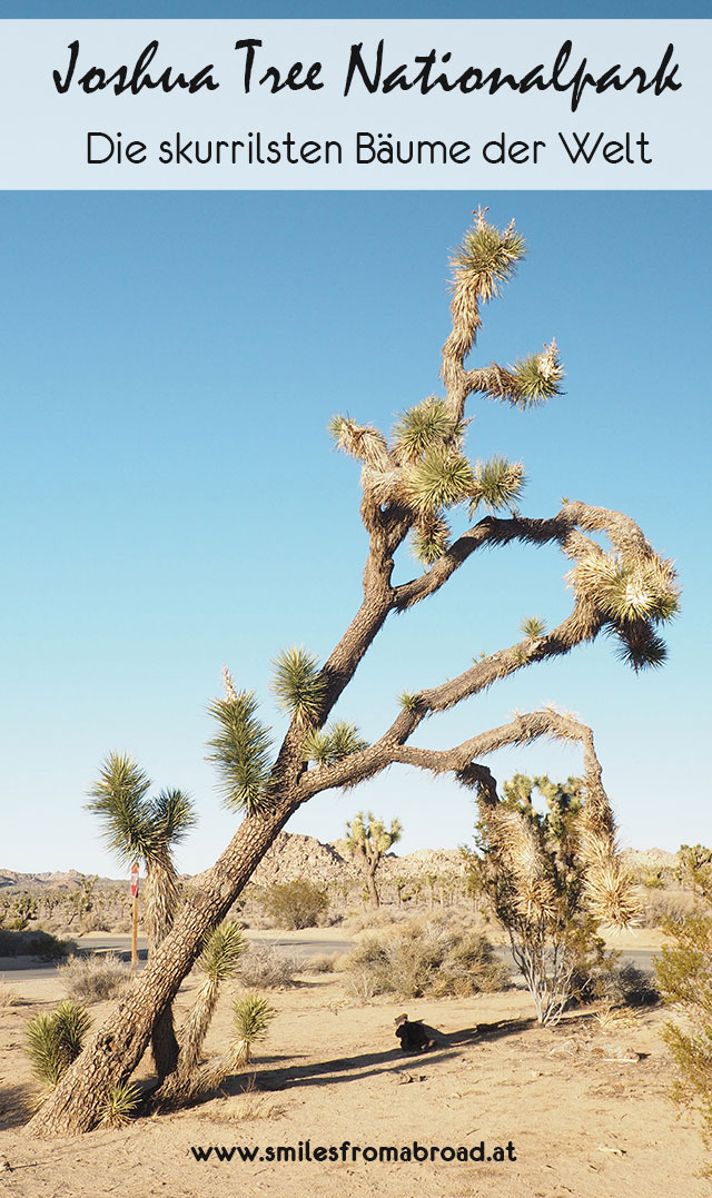 joshuatree - Joshua Tree Nationalpark - Felsformationen, Joshua Tree Bäume und wunderbare Natur