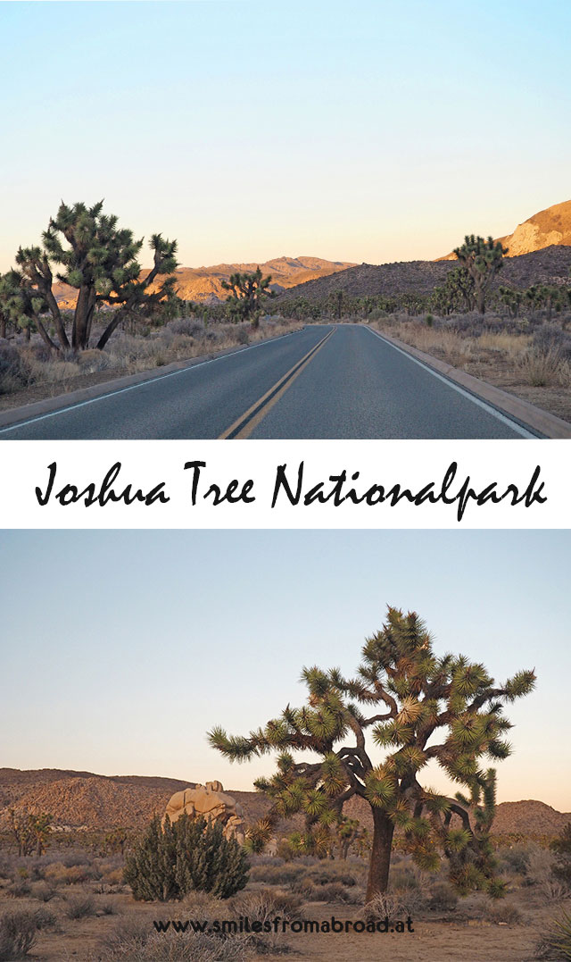 joshuatree3 - Joshua Tree Nationalpark - Felsformationen, Joshua Tree Bäume und wunderbare Natur