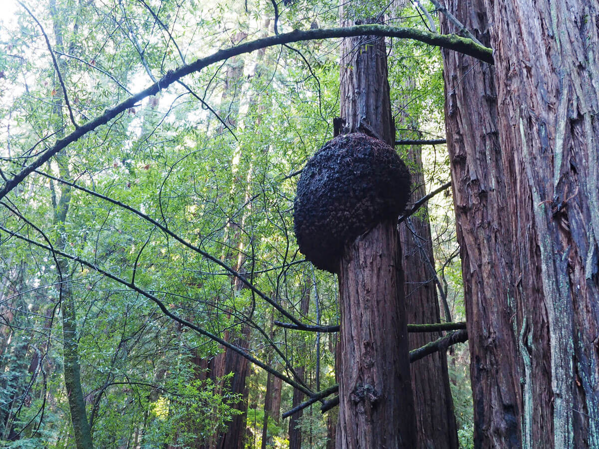muir woods 10 - Mammutbäume im Muir Woods Park in der Nähe von San Francisco