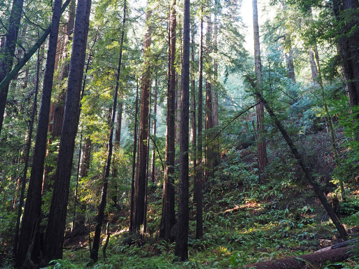 muir woods 12 - Mammutbäume im Muir Woods Park in der Nähe von San Francisco