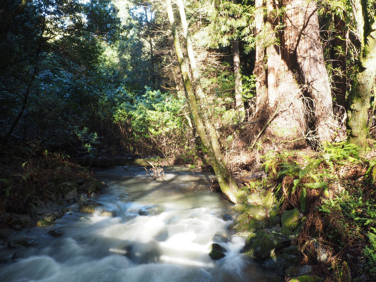 muir woods 15 - Mammutbäume im Muir Woods Park in der Nähe von San Francisco