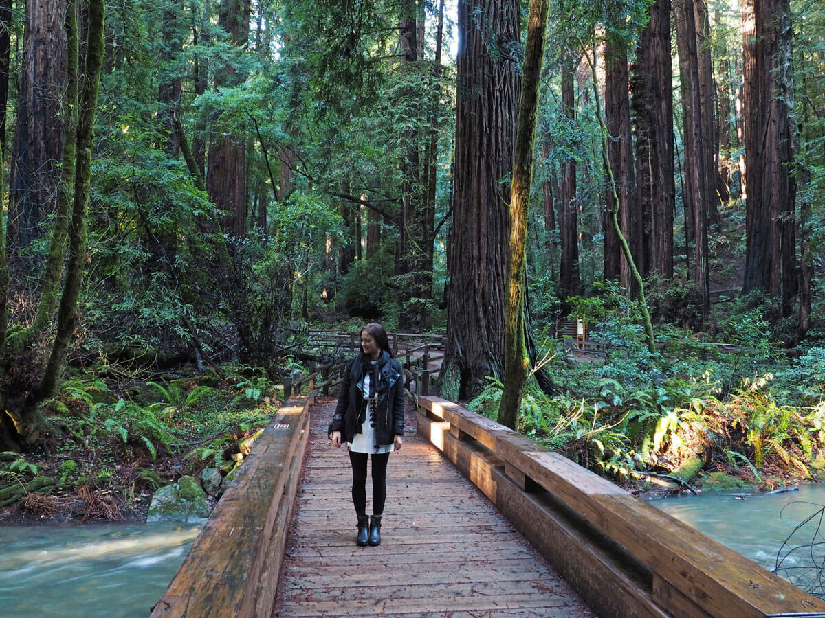 muir woods 4 - Mammutbäume im Muir Woods Park in der Nähe von San Francisco