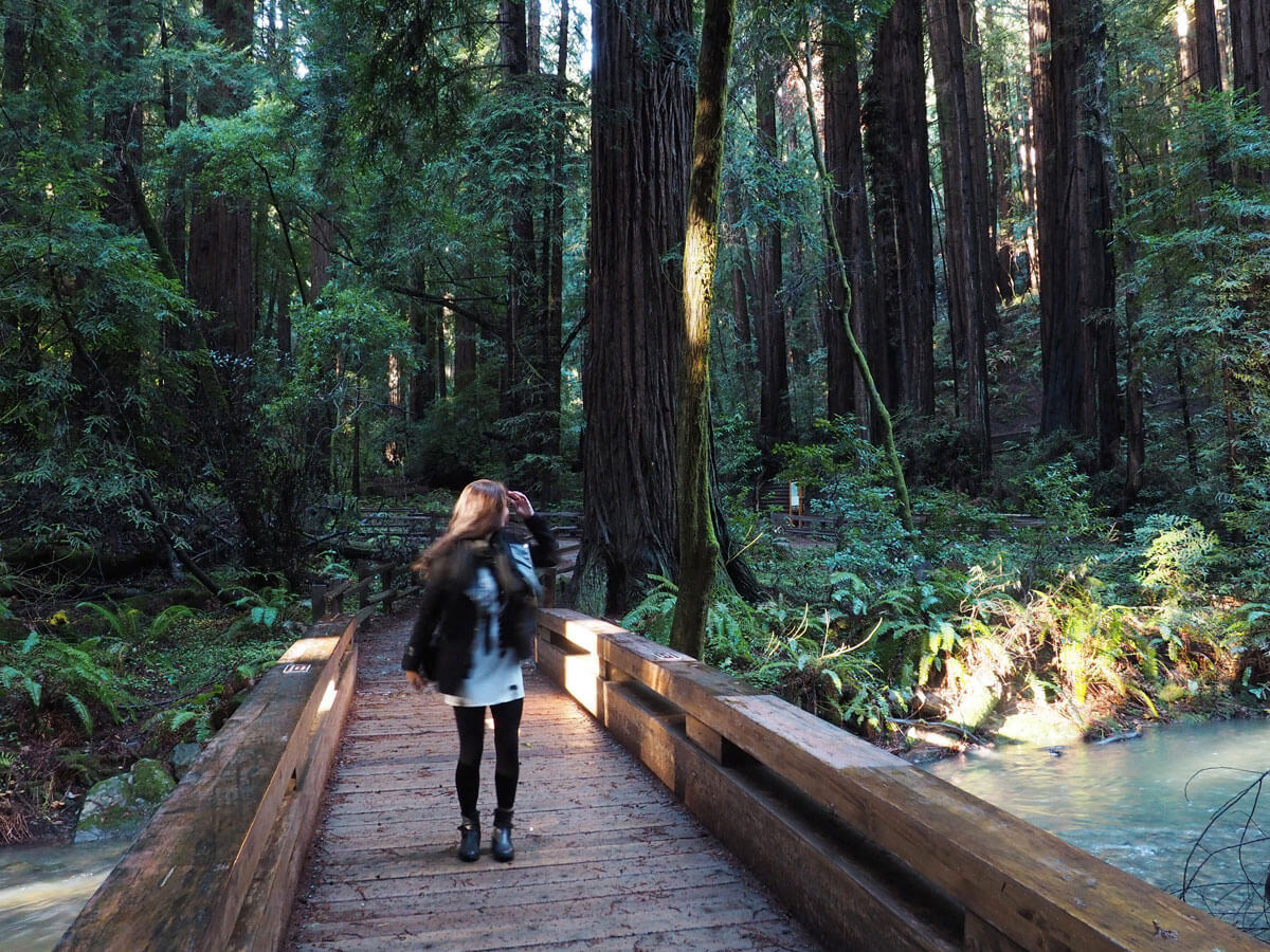 muir woods 5 - Mammutbäume im Muir Woods Park in der Nähe von San Francisco