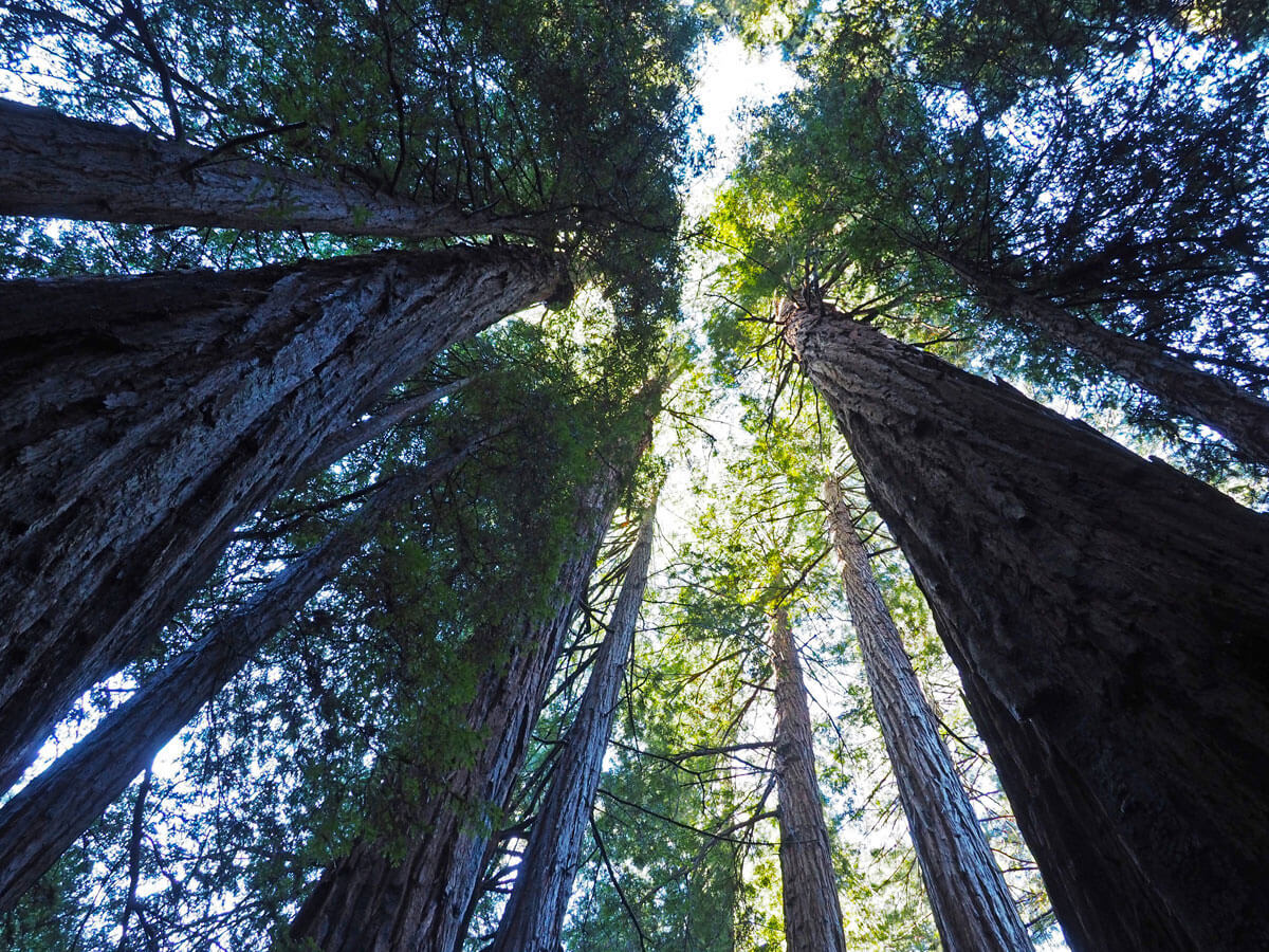 muir woods 8 - Mammutbäume im Muir Woods Park in der Nähe von San Francisco