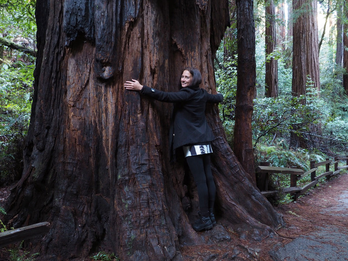 muir woods 9 - Mammutbäume im Muir Woods Park in der Nähe von San Francisco
