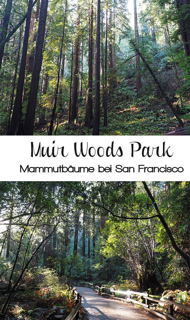 muirwoods2 - Mammutbäume im Muir Woods Park in der Nähe von San Francisco