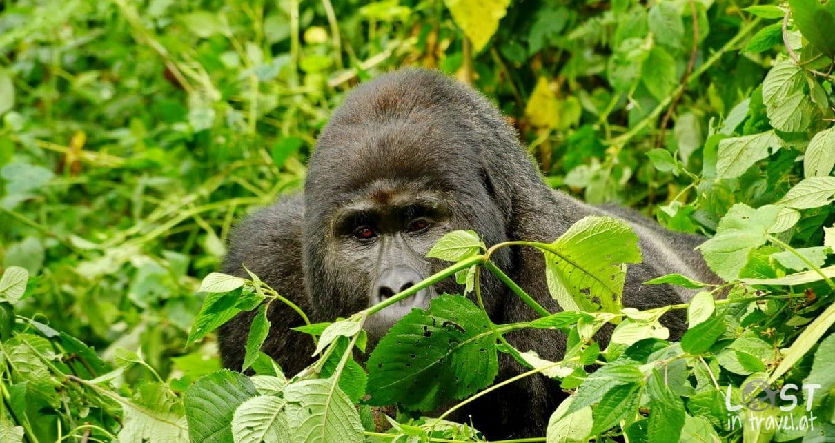 Gorilla Bwindi 1210x642 - Roadtrip Empfehlungen von Reisebloggern