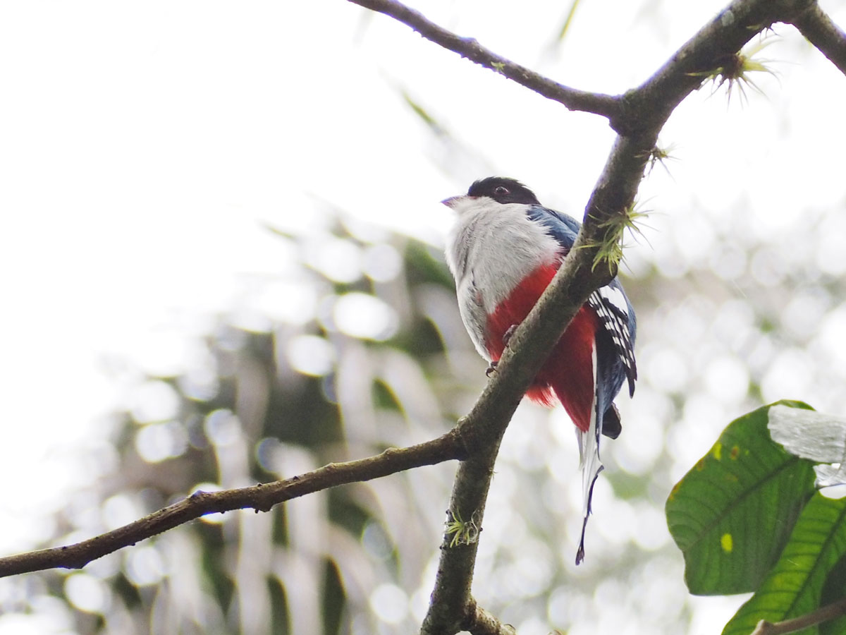 Typisch kubanischer Vogel