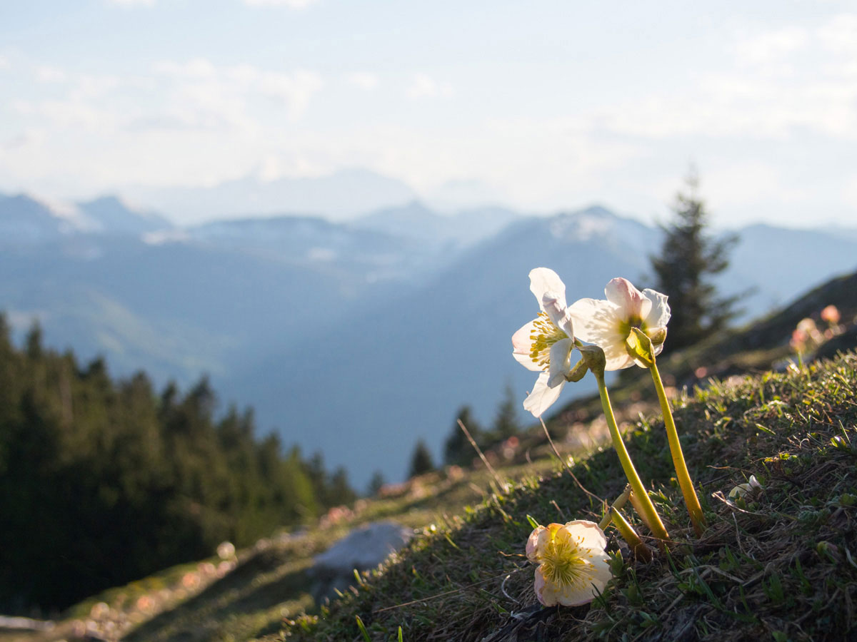 schafberg wandern 1 - Wandern auf den Schafberg beim Wolfgangsee