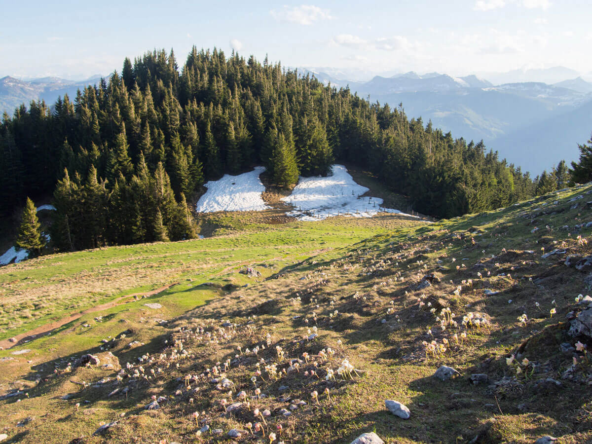 schafberg wandern 2 - Wandern auf den Schafberg beim Wolfgangsee